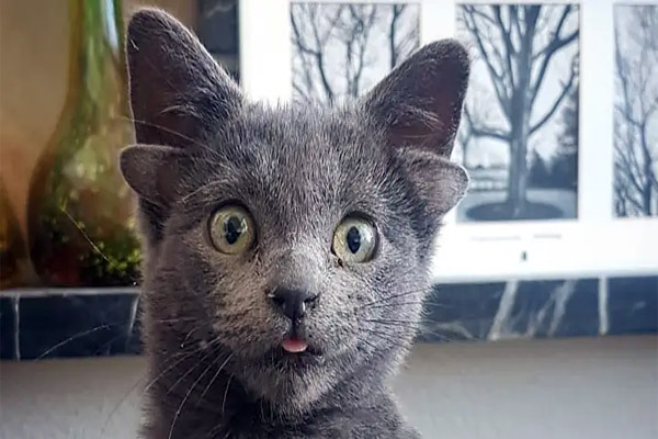 four ears cat in turkey